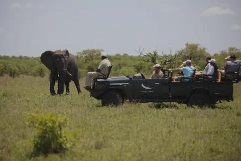 group of people on a safari viewing an elephant
