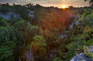 The thick and lush forests of Gorongosa National Park in Mozambique