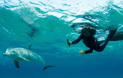 A diver swimming with dolphins