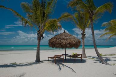 Mozambique beach with palm trees