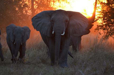 A herd of elephants walking in the park during sunset