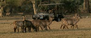 safari in gorongosa
