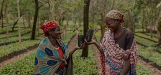 planting of seedlings in Gorongosa of Mozambique