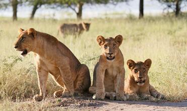 A family of lions relaxing in Gorongosa National Park