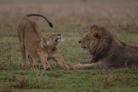 two lions sitting on the grass together