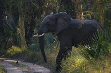 An elephant walks in the road near wild camp of Gorongosa National Park
