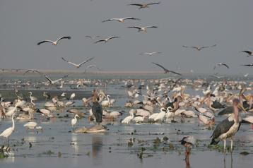 A flock of birds at Lake Urema in Gorongosa