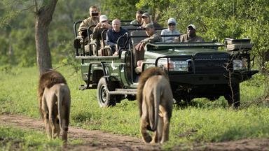 Group of people on a game drive viewing lions