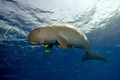 A happy Dugong swimming in the ocean