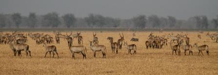 A herd of waterbuck and two birds flying over them in Mozambique