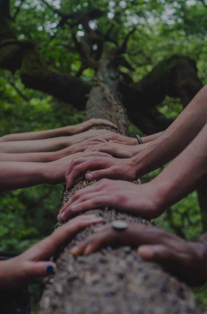 A bunch of hands on a tree representing the team