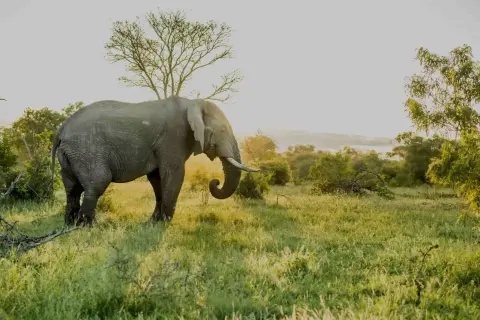 elephant in safari